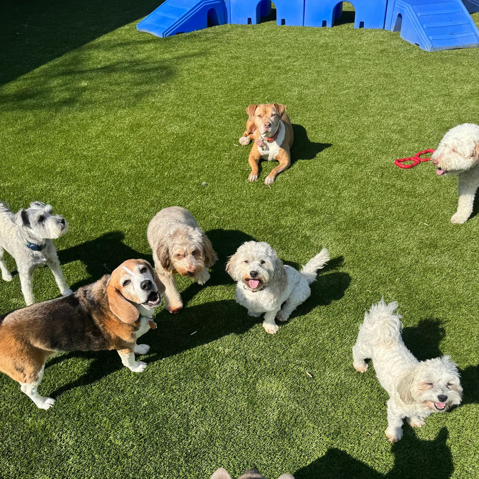 Best Little Dog House in Georgia