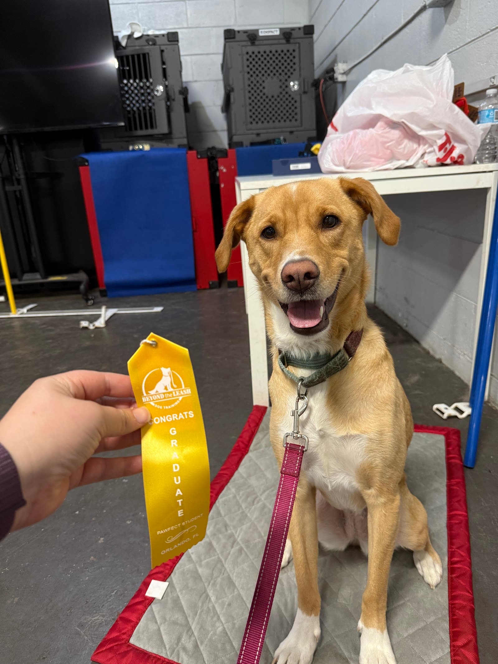Beyond the Leash Dog Training