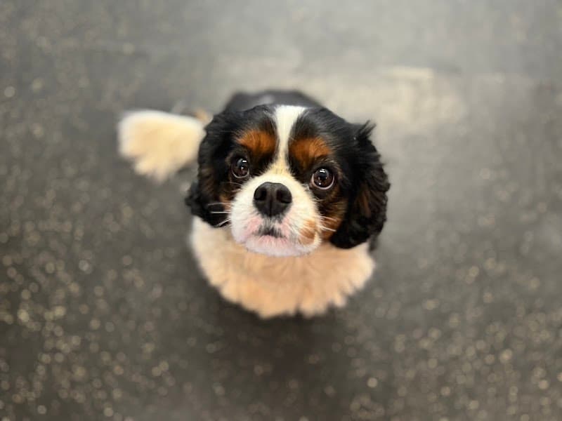 Dog Days Daycare & Boarding - Grand Ave photo 3