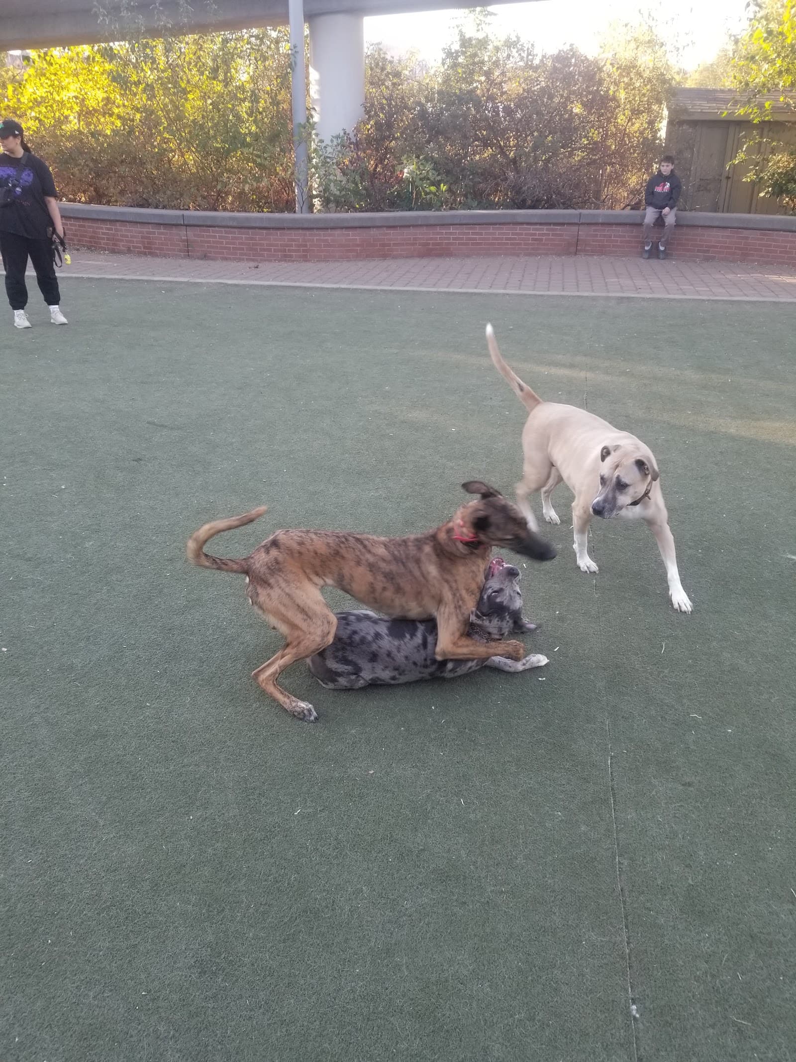 Big Dog Run