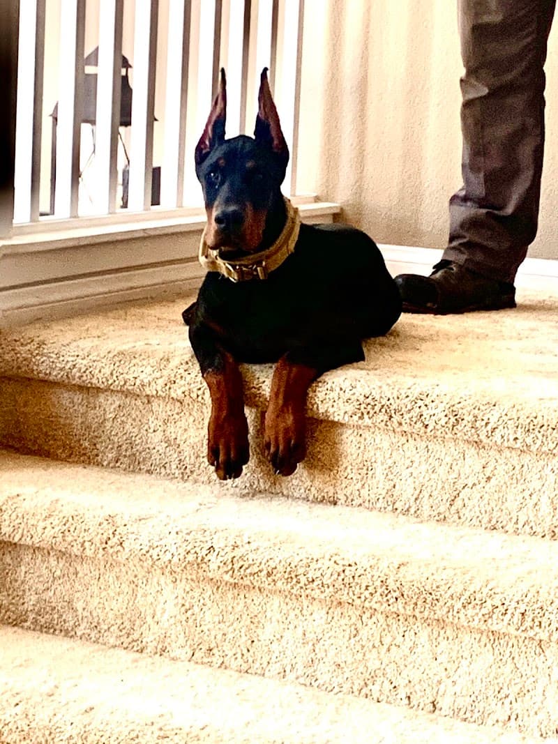 Blue Ribbon K9 of Las Vegas photo 2