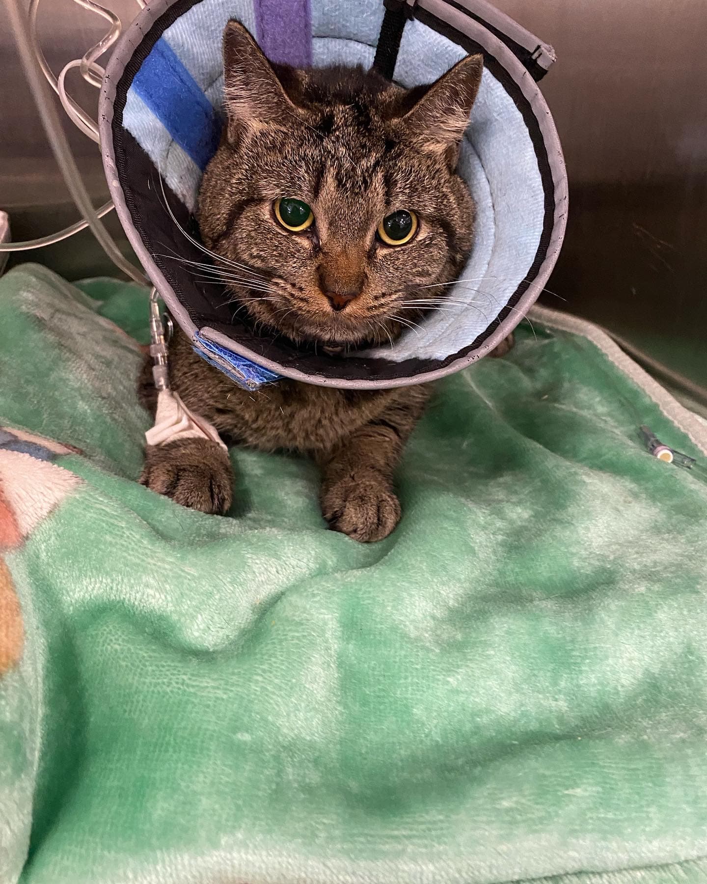 BluePearl Pet Hospital
