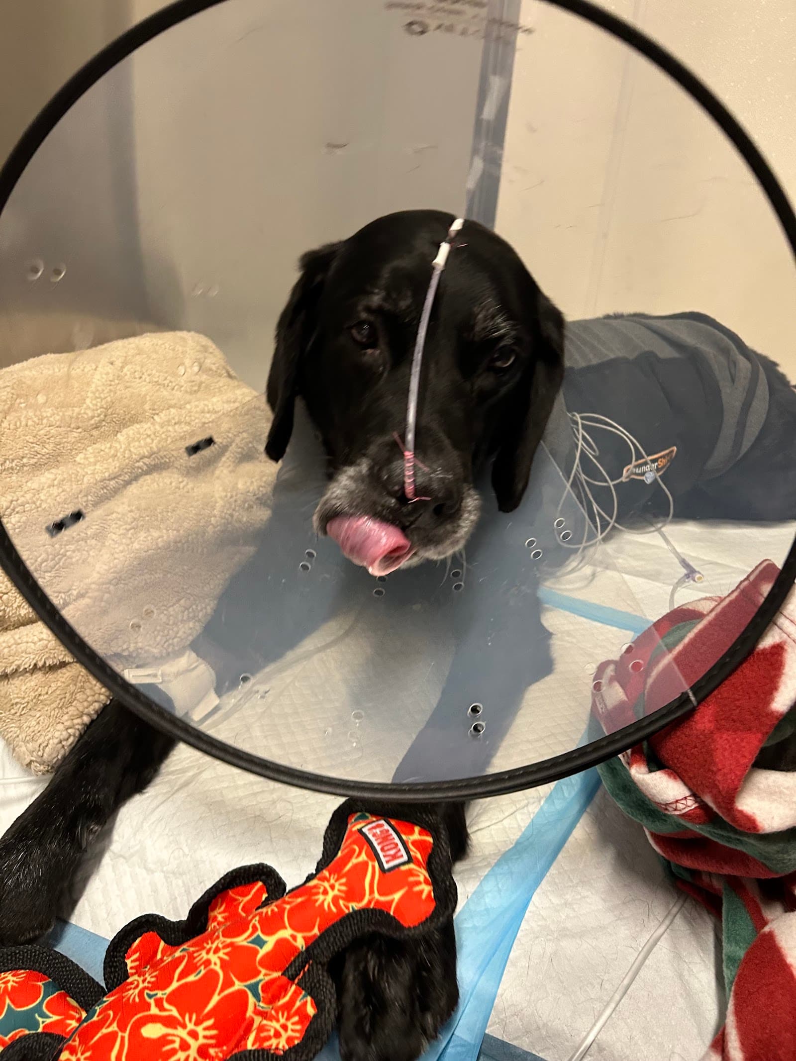 BluePearl Pet Hospital