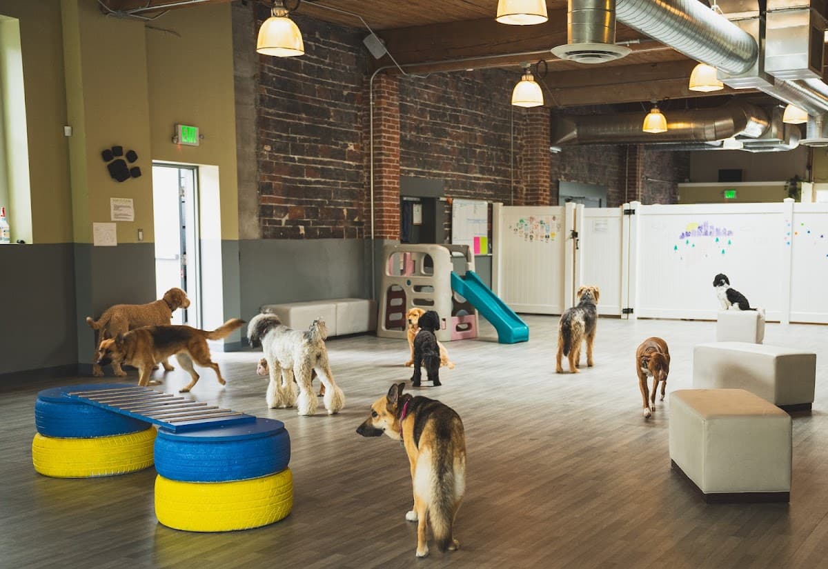 BoneYard Dog Daycare & Boarding photo 2