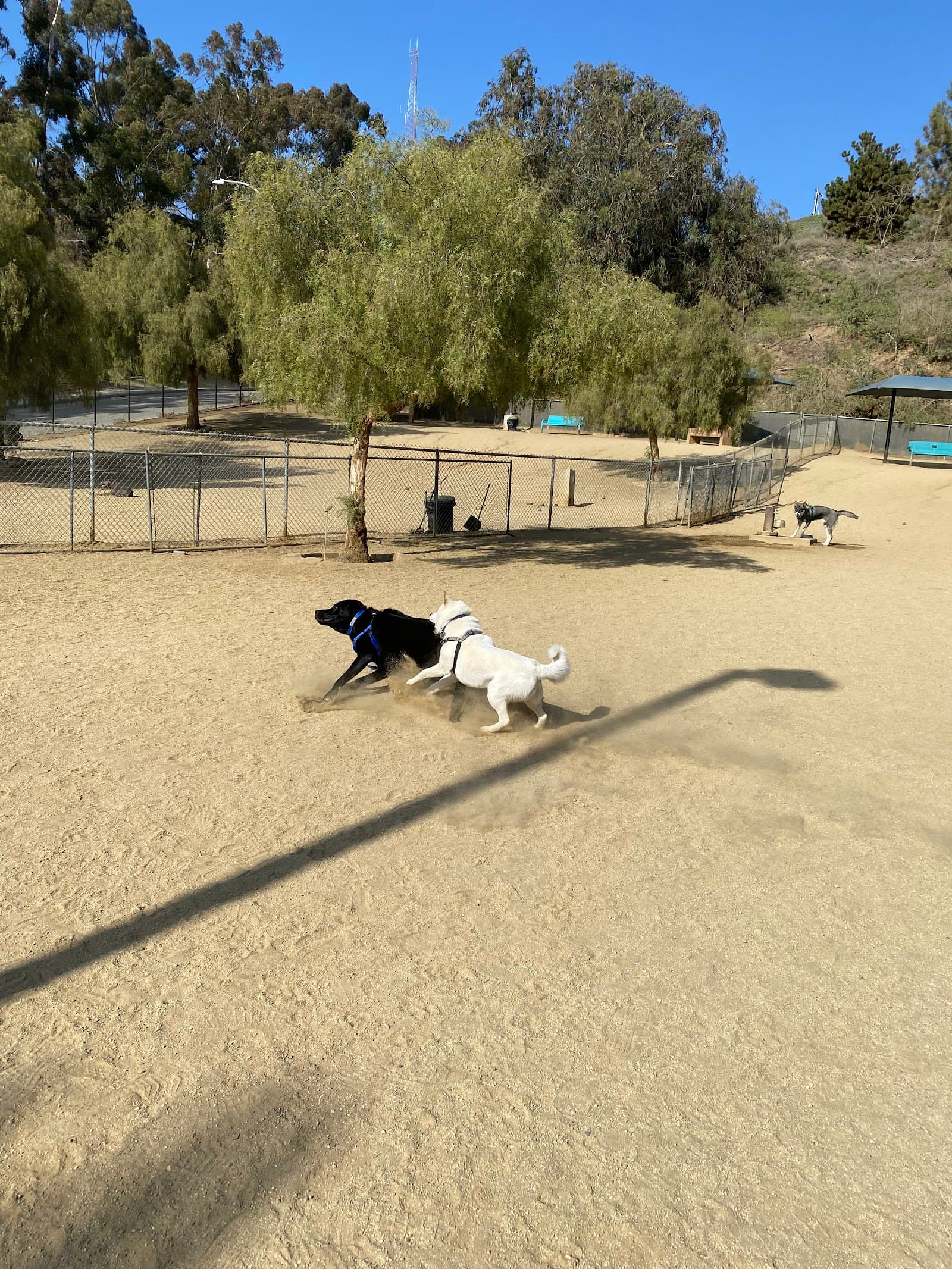 Boneyard Dog Park