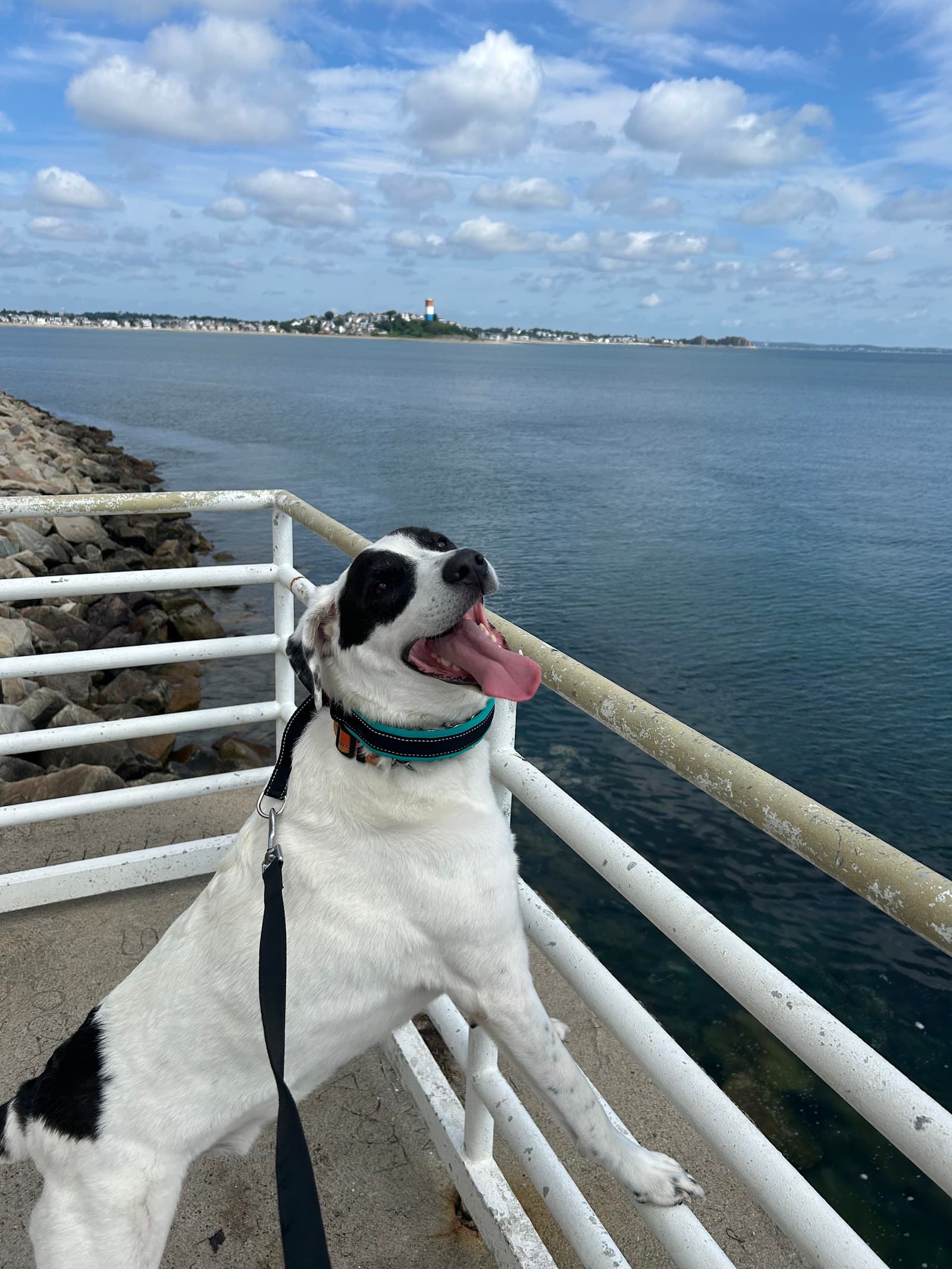 Boston k9 LLC