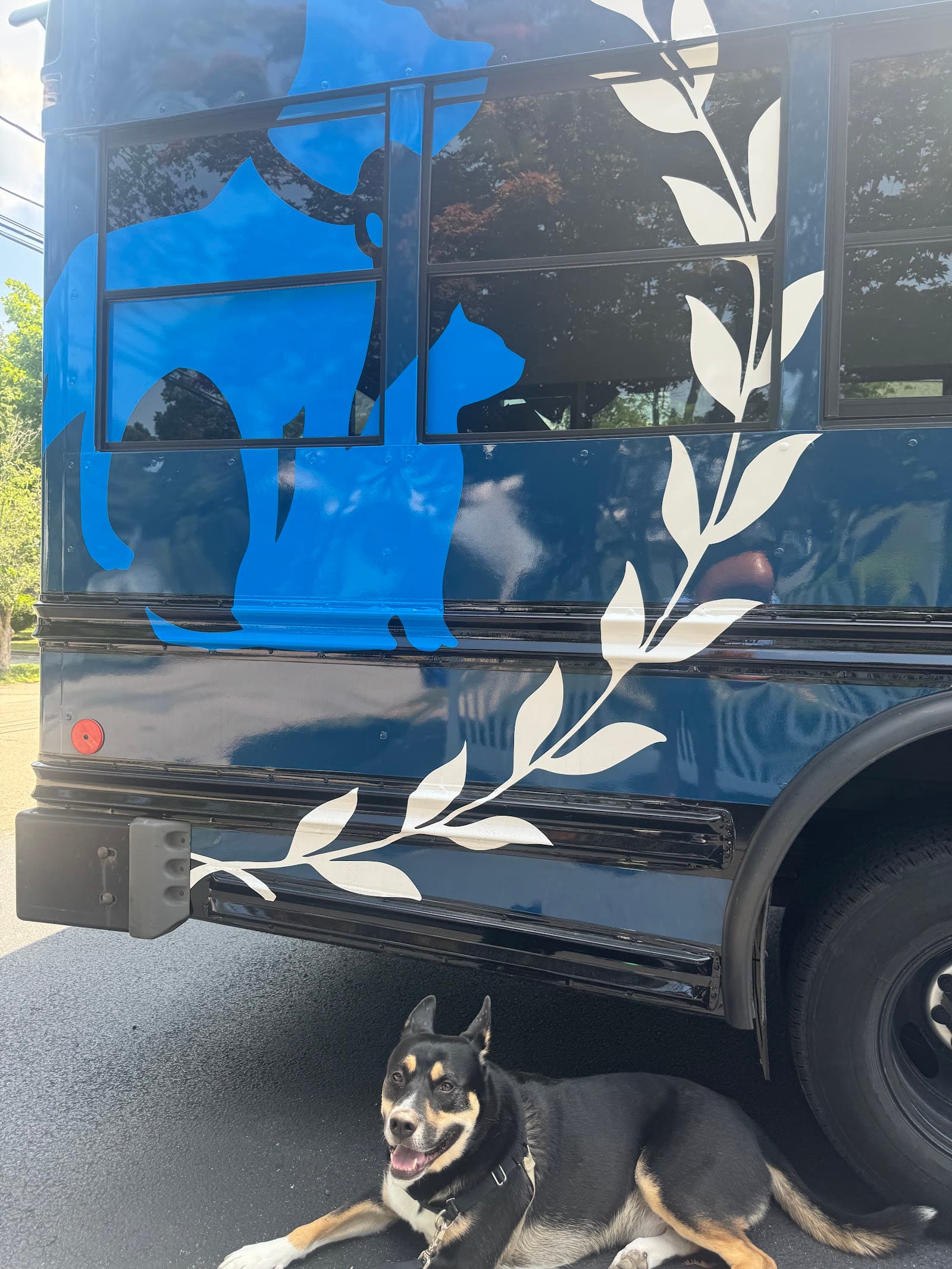 Boston's Best Dog Walkers And Pet Services