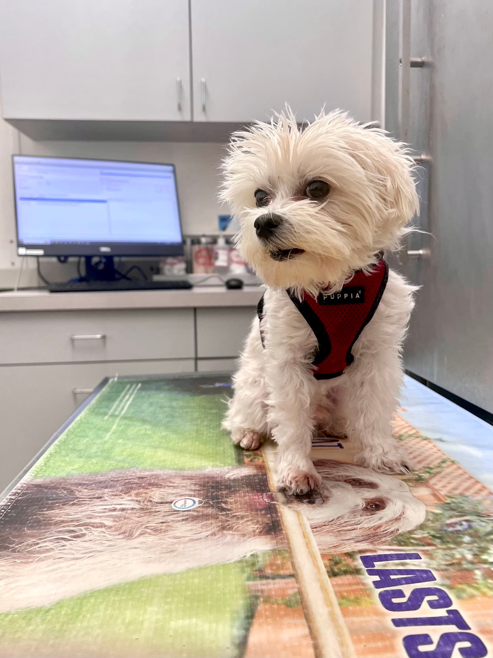 Boston Veterinary Care