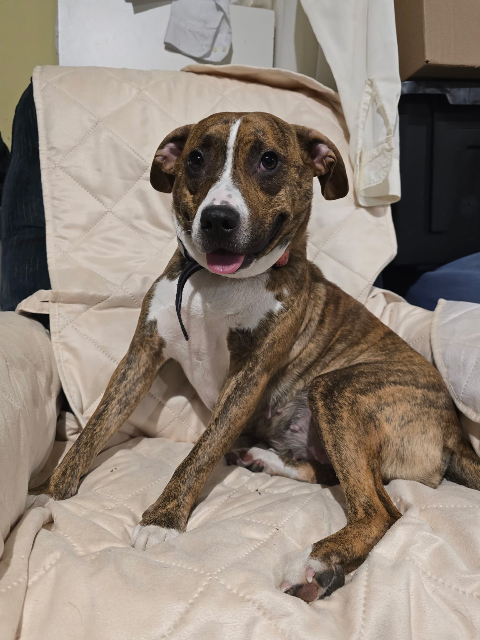 Brixies rescue inc
