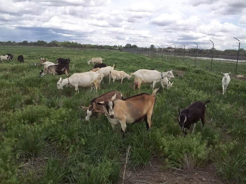 Broken Shovels Farm Sanctuary photo 2
