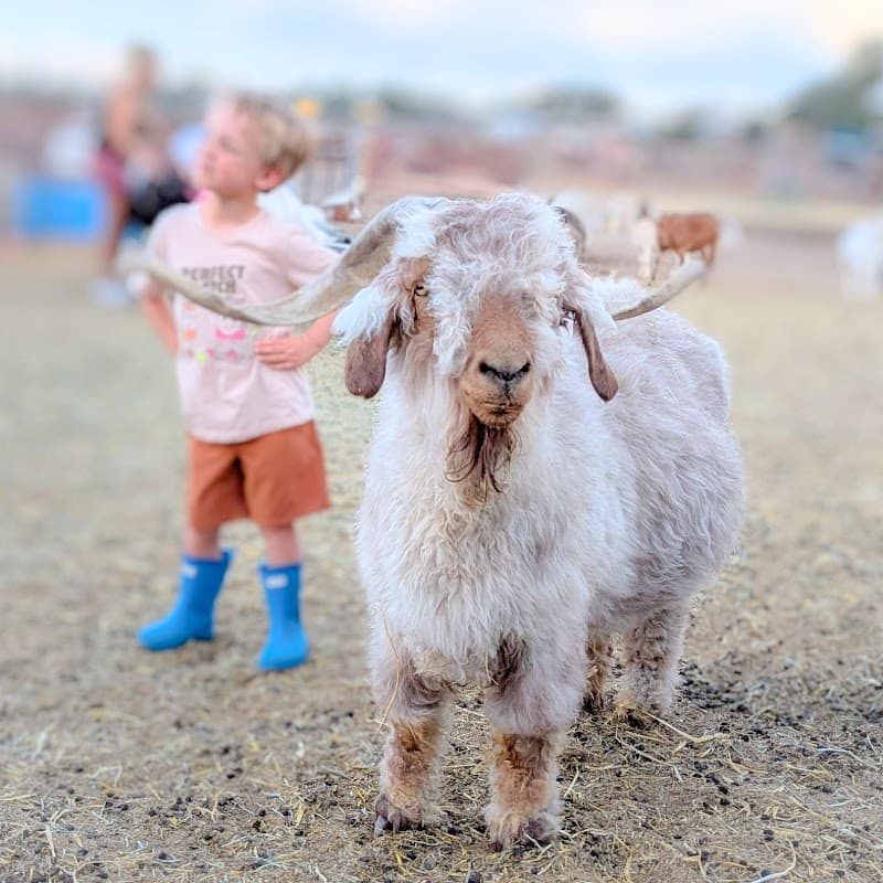 Broken Shovels Farm Sanctuary photo 3