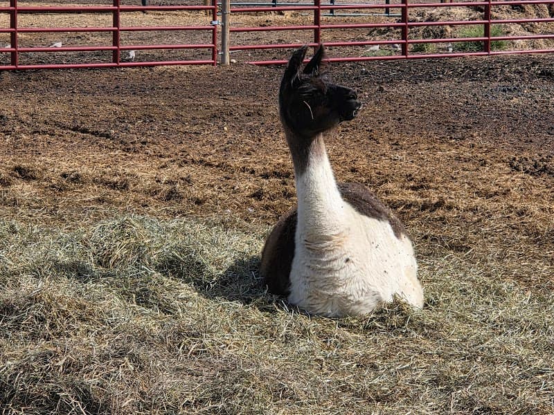 Broken Shovels Farm Sanctuary photo 6