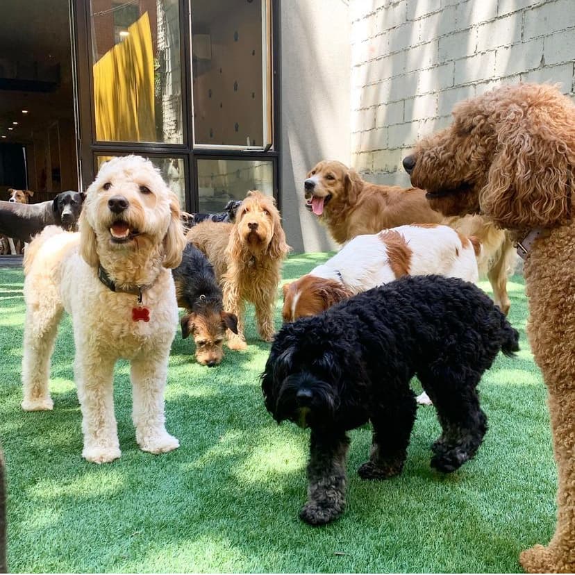 Brooklyn Pawffice