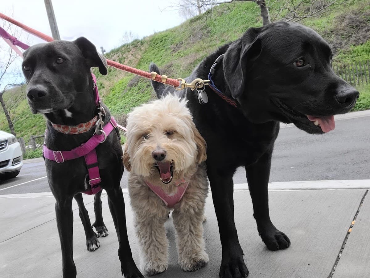 Brooklyn Tails and Trails photo 3