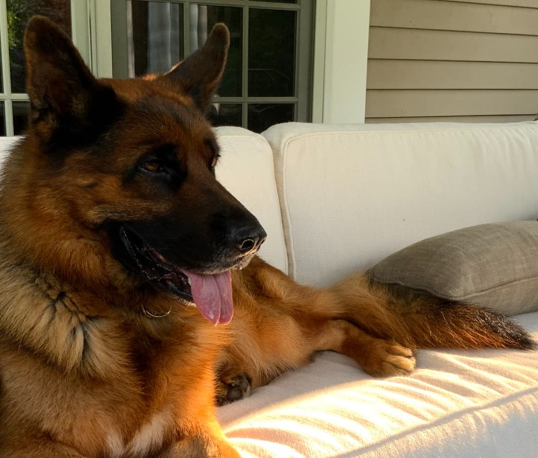 Buckhead Pet Sitting Services