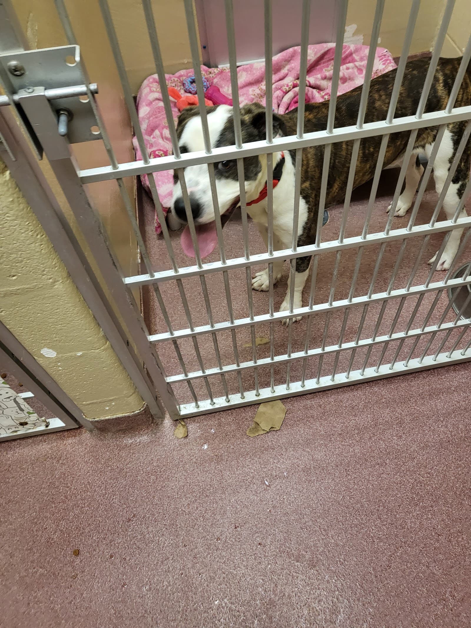 Buncombe County Animal Shelter