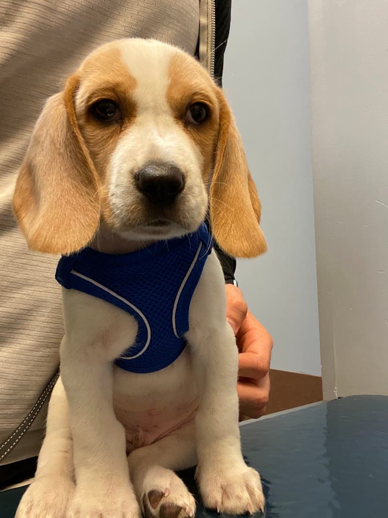 Pets First Veterinary Clinic photo 2