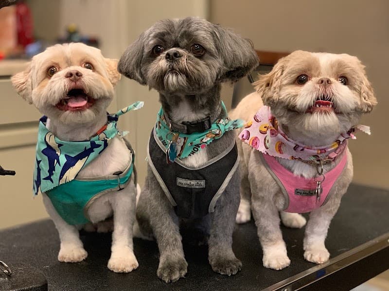 EmBark Pet Spa photo 2