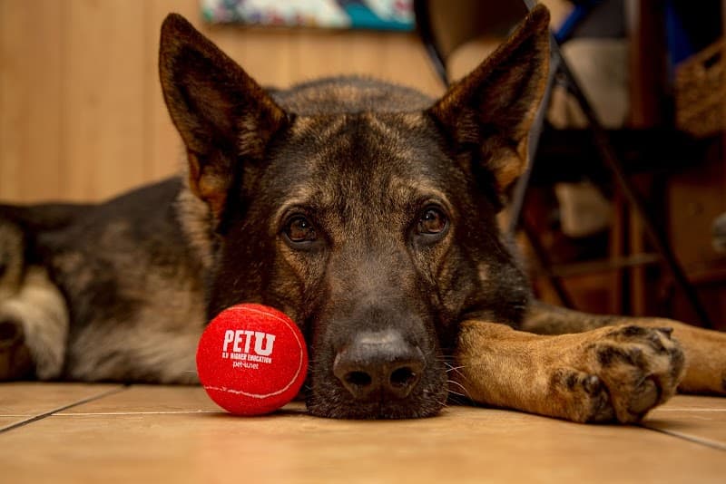 Pet University