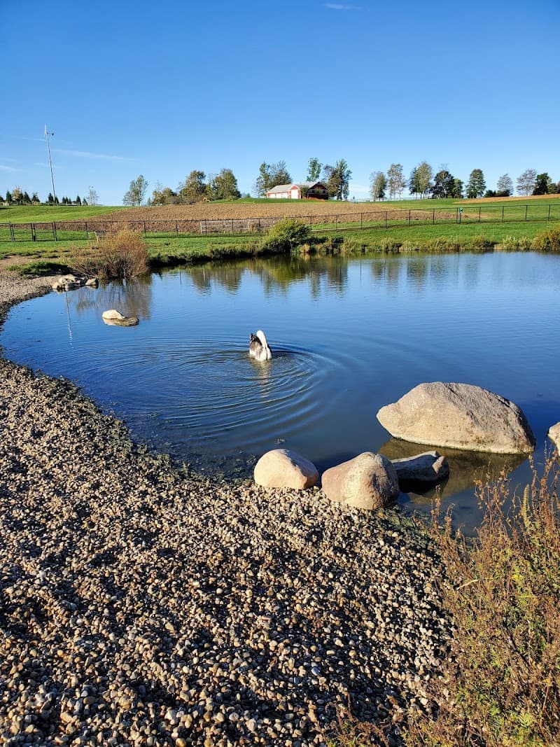 Canine Meadow Dog Park photo 2