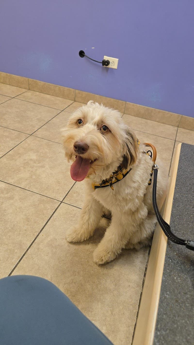 C-VET Animal Hospital photo 2