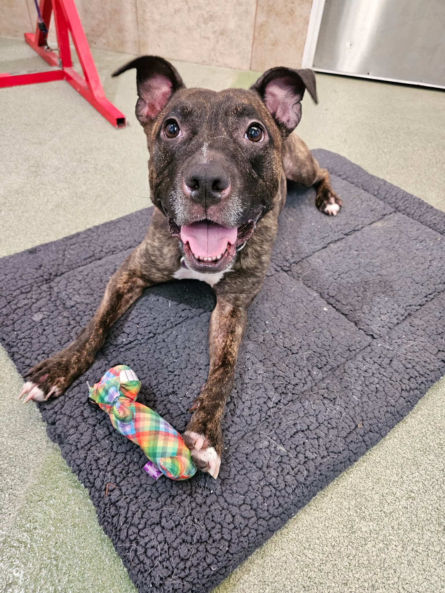 Cagefree K-9 Camp