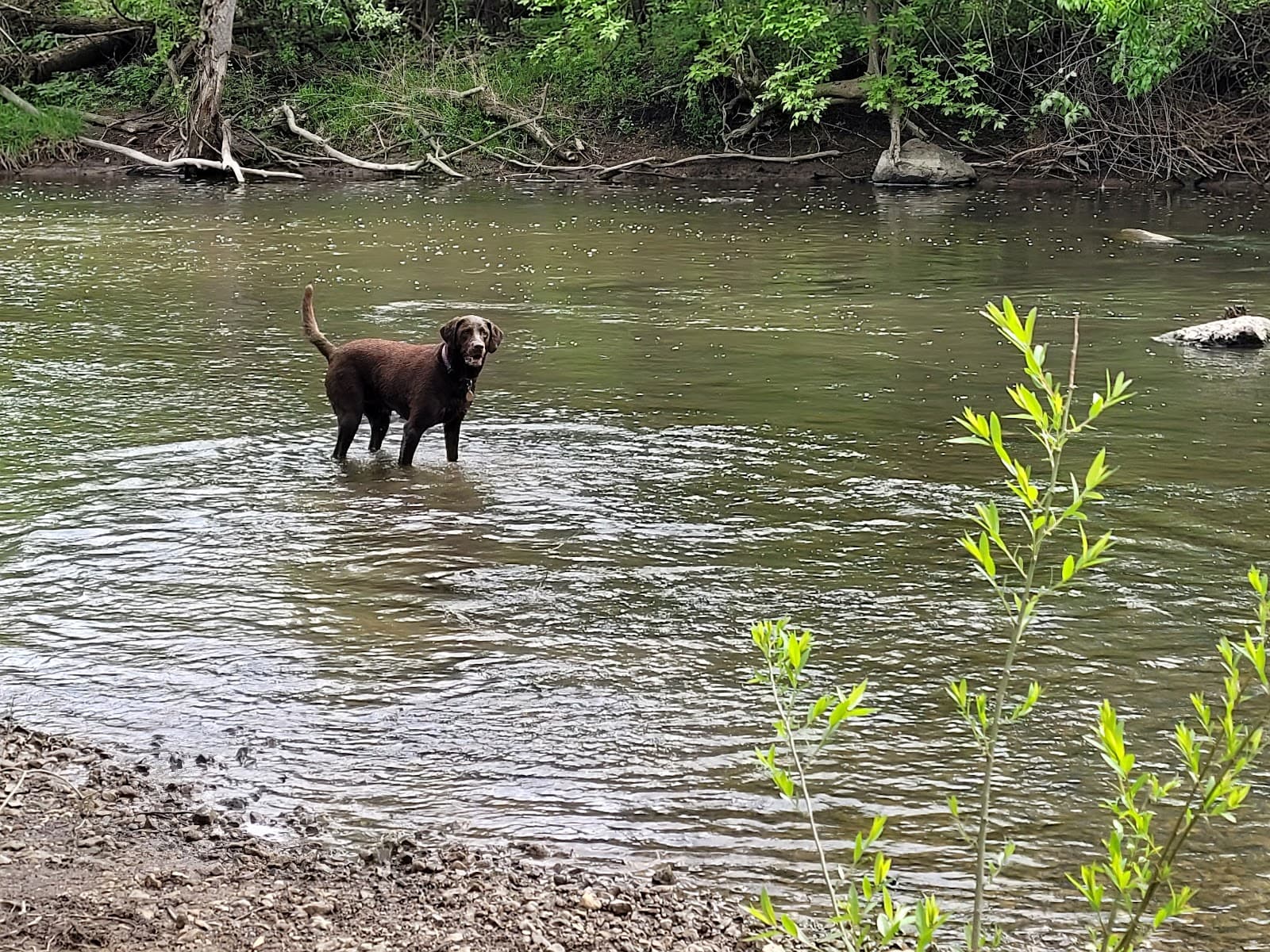 Caledonia Dog Park