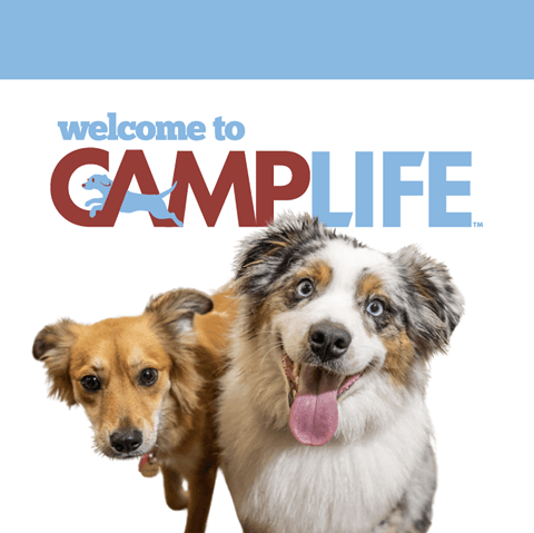 Camp Bow Wow Denver Central photo 2