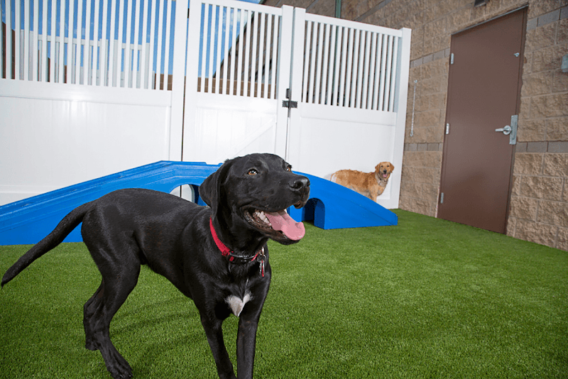 Camp Bow Wow Denver Central photo 5