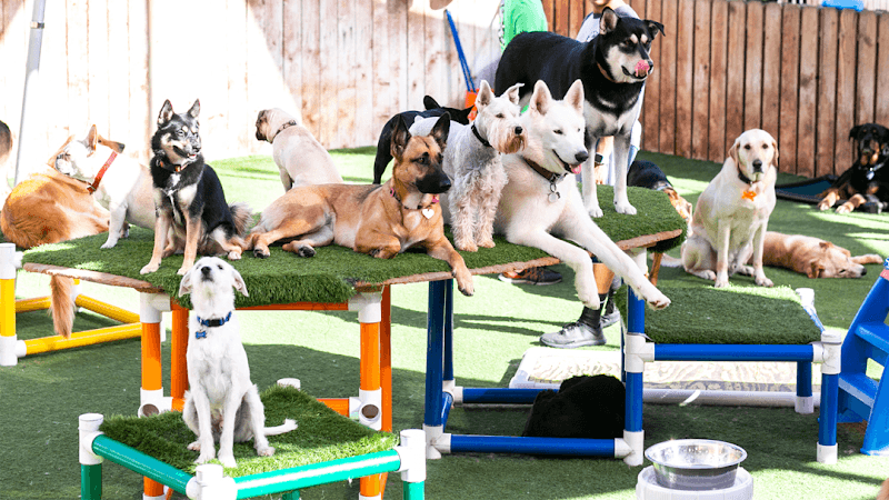Camp Run-A-Mutt Chula Vista