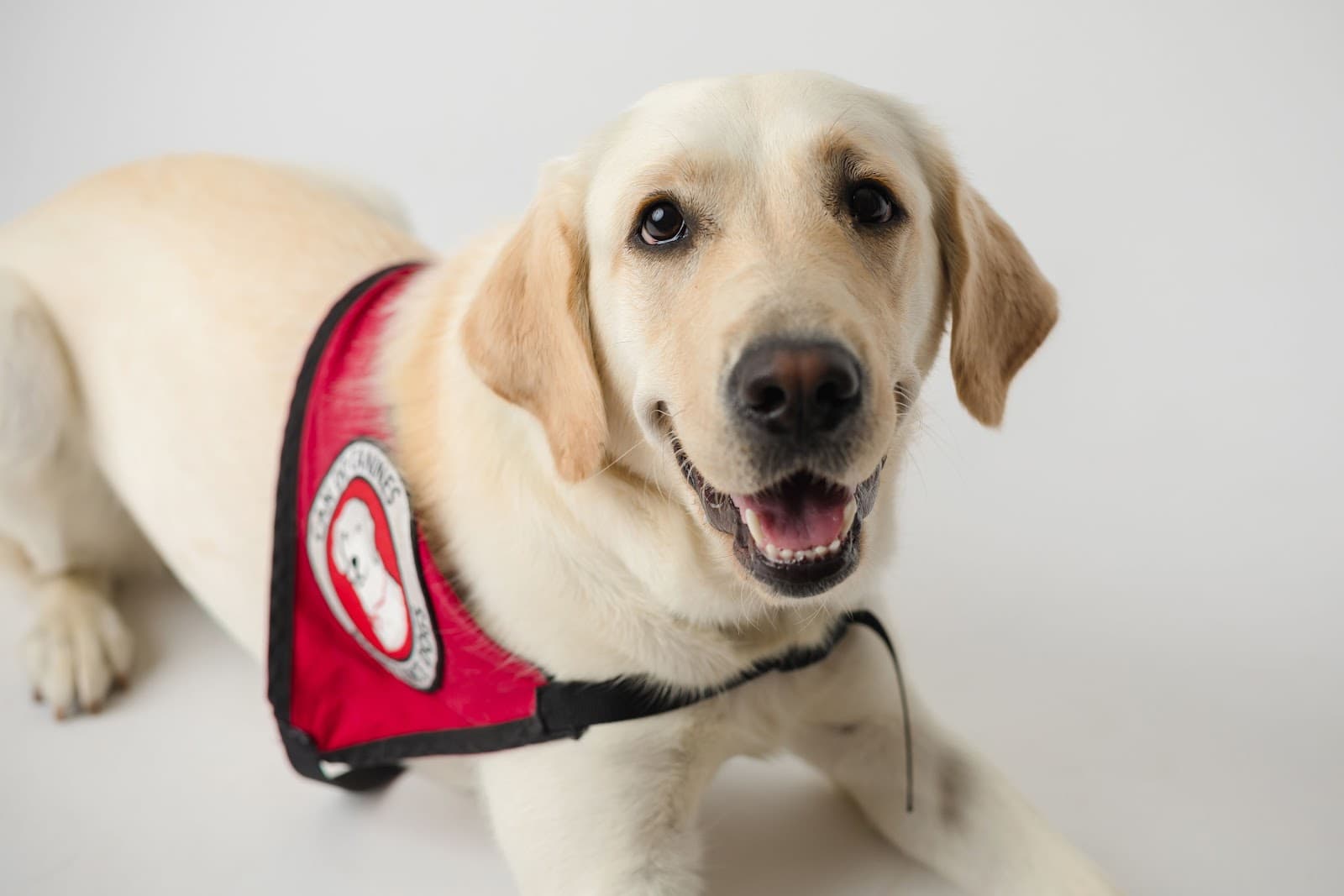 Can Do Canines