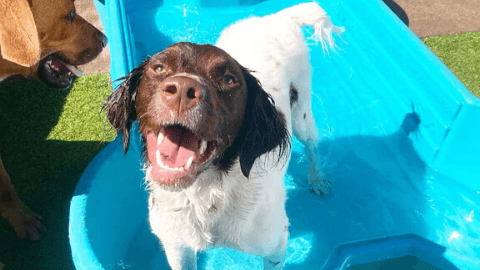 Canine Fitness & Fun Center photo 2