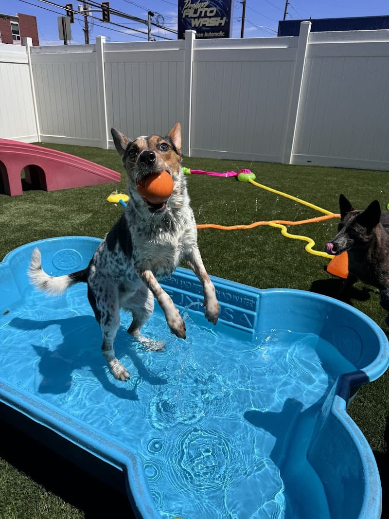 Canine Fitness & Fun Center photo 4