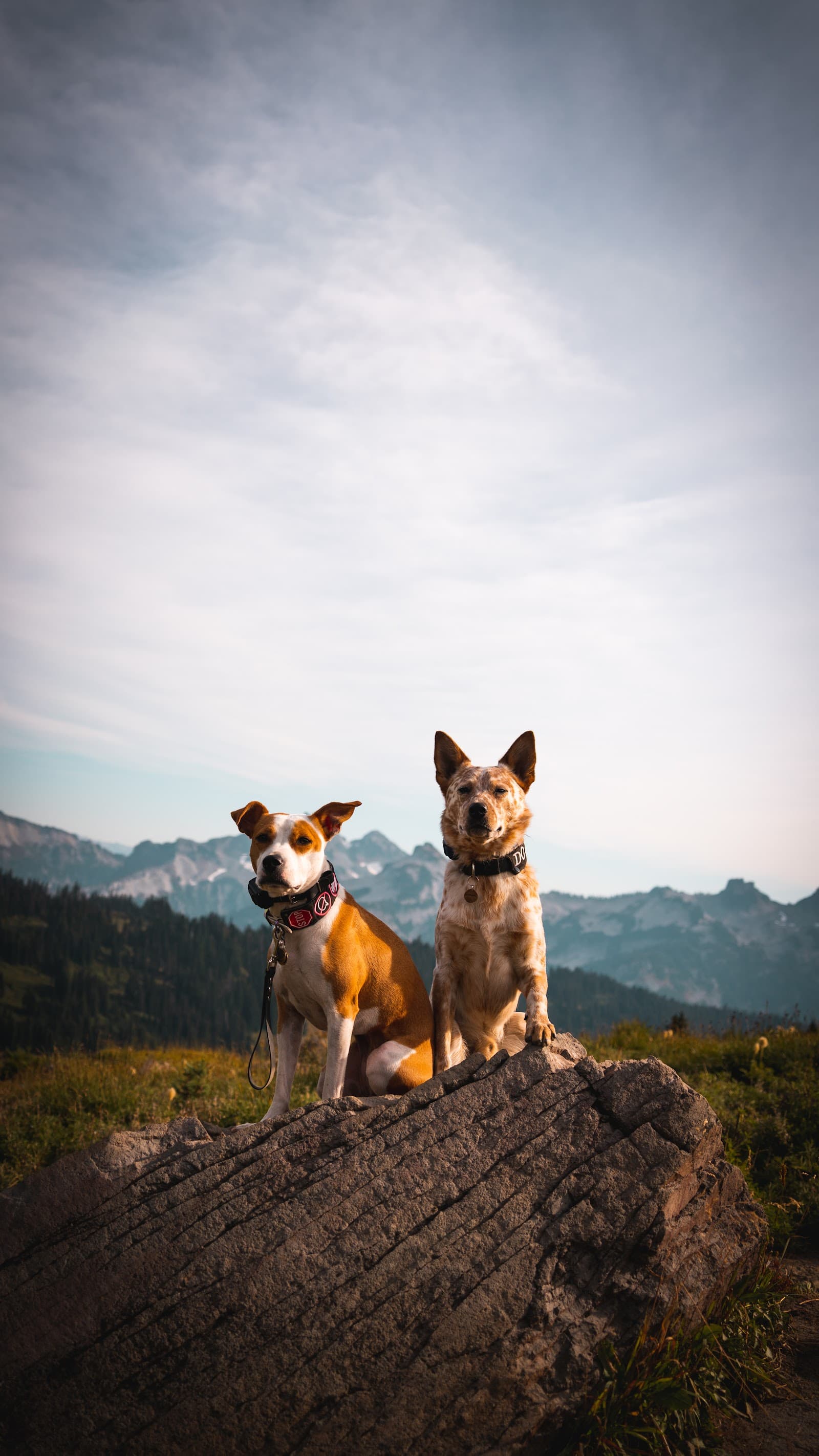 Canine Linguistics - Dog Training and Boarding