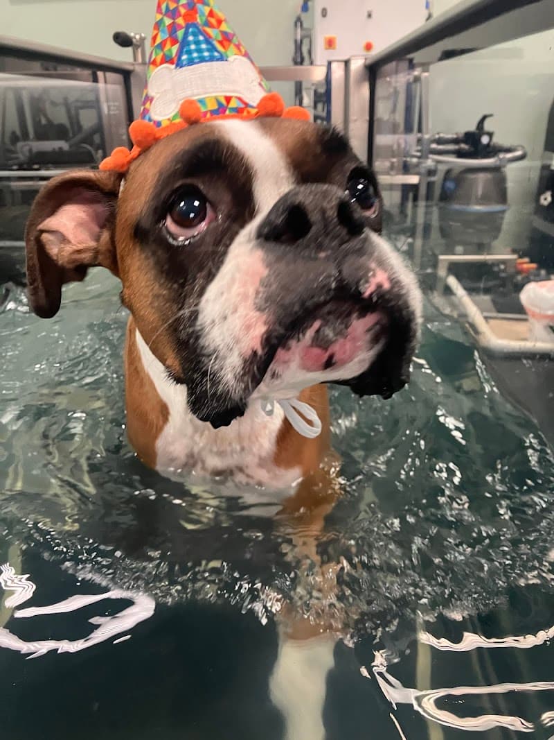 Canine Rehabilitation & Conditioning Group LLC