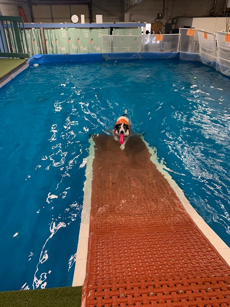 Canine Rehabilitation & Conditioning Group LLC photo 2