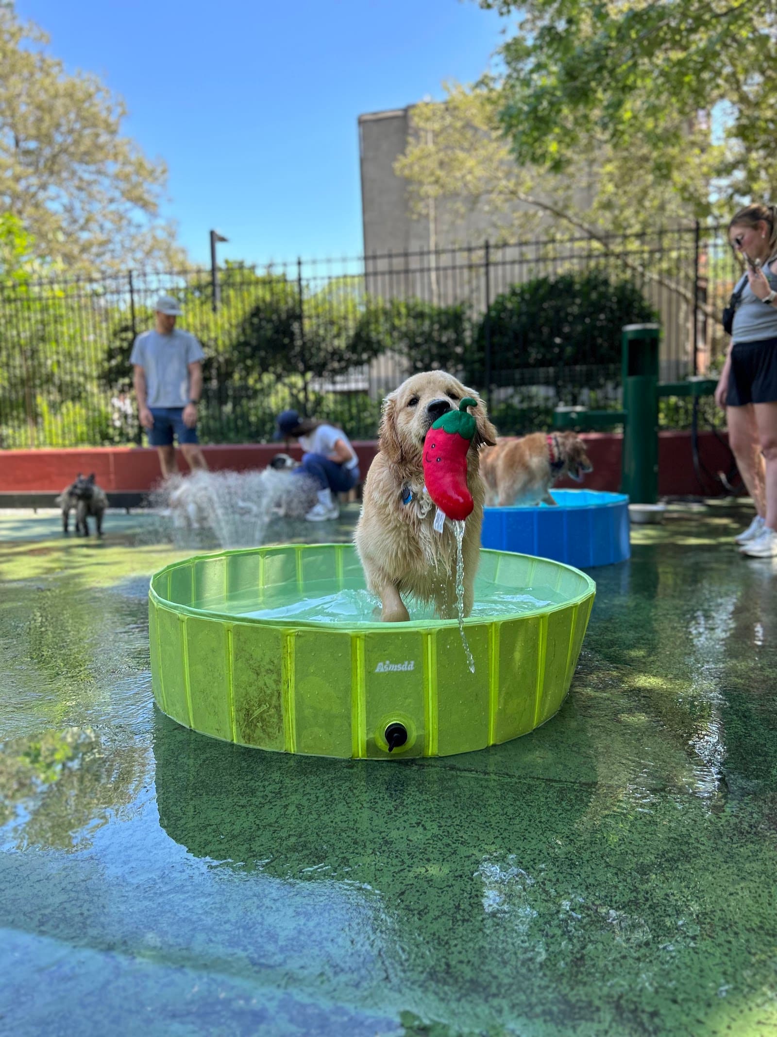 Carleton Court Dog Park