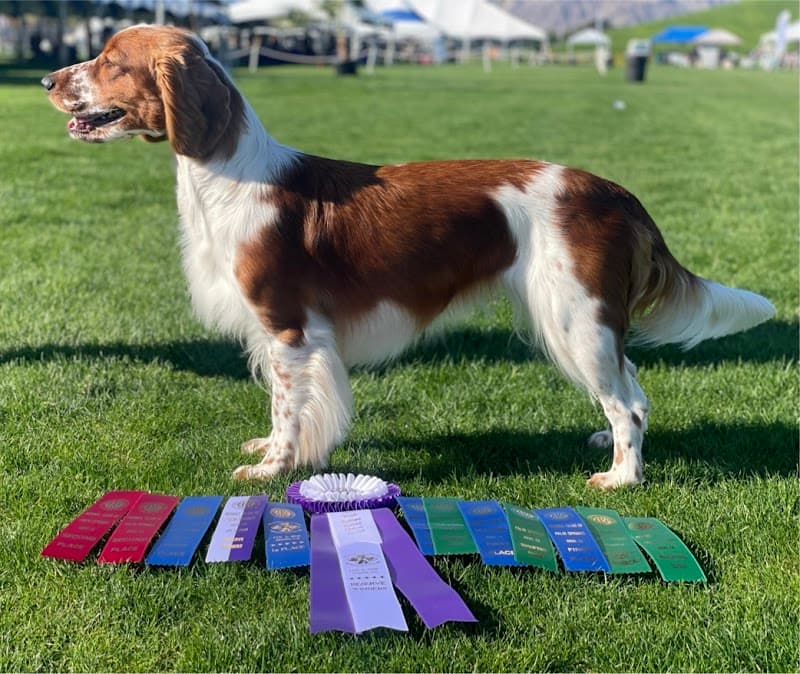 Carpe Diem Dog Training photo 3