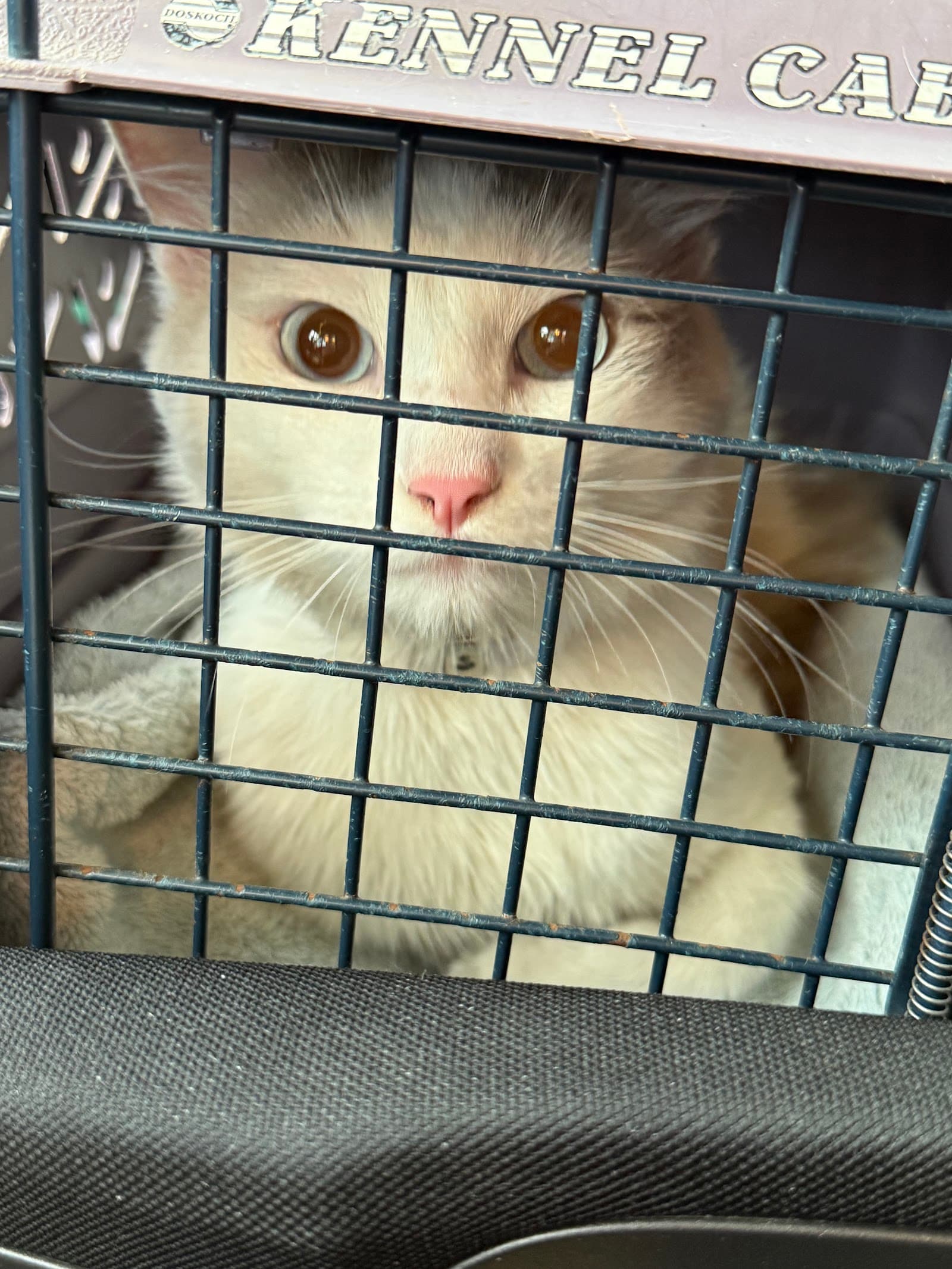 Carson Animal Shelter