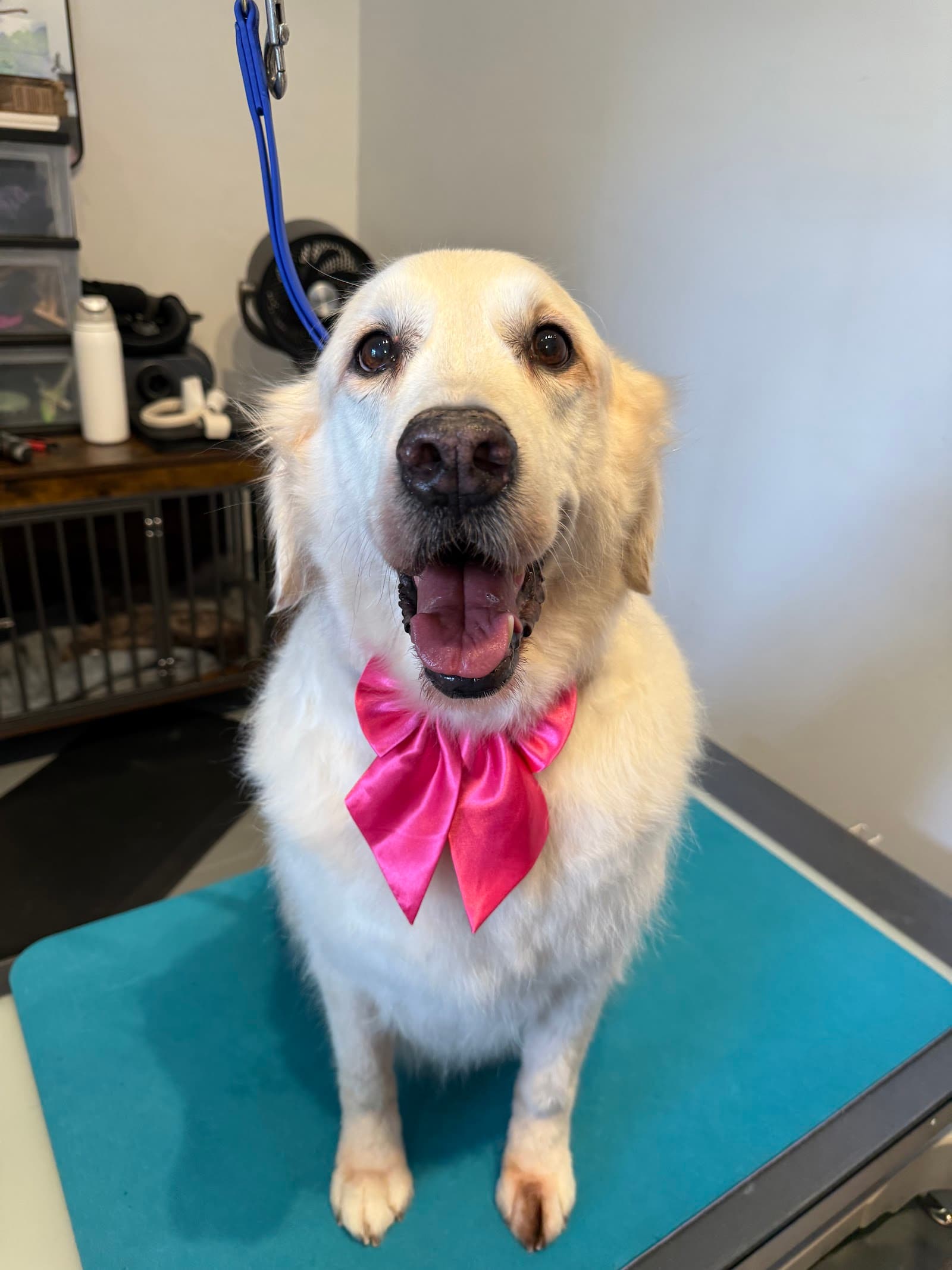 Cat the Dog Groomer