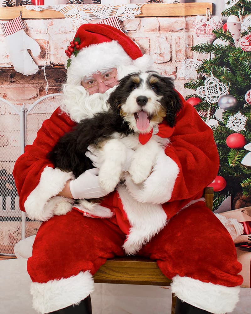 Lombard Veterinary Hospital photo 2