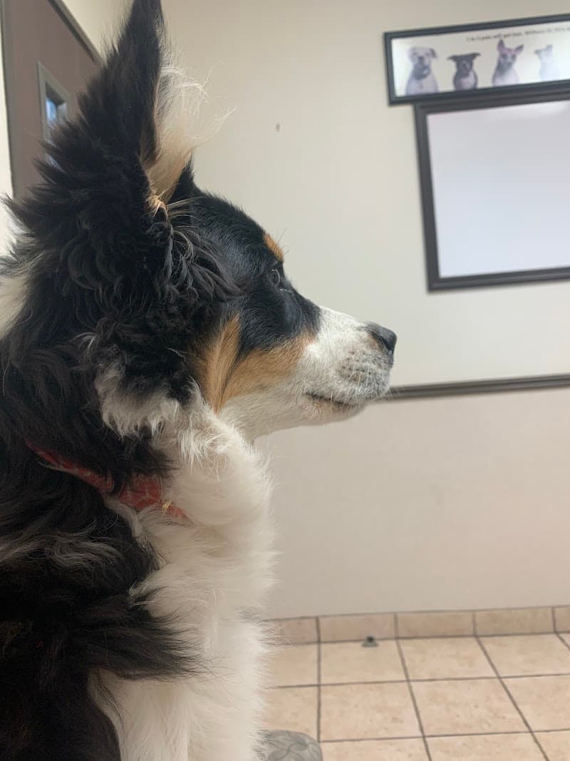 Centennial Hills Animal Hospital