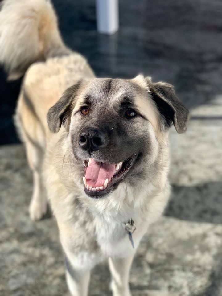 Charlie's Angels Animal Rescue