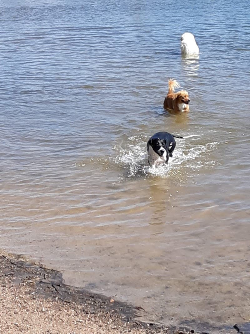 Chatfield Dog Park photo 2