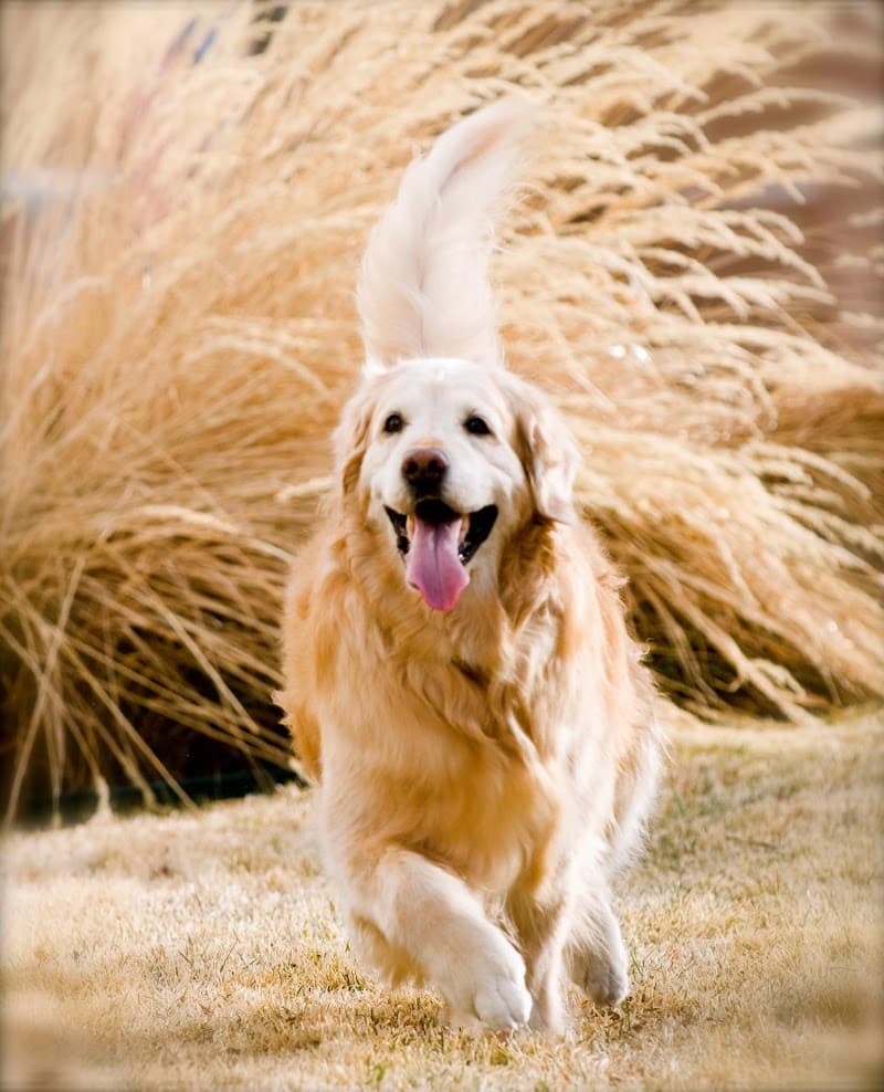 Chewy's Bonetique photo 3
