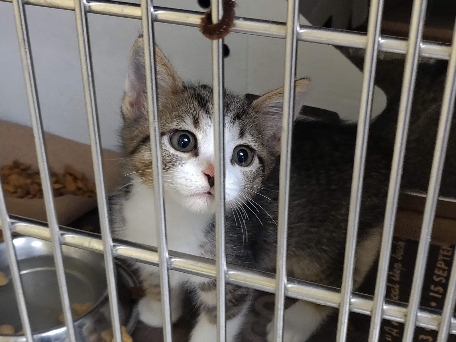 Chicago Animal Care and Control