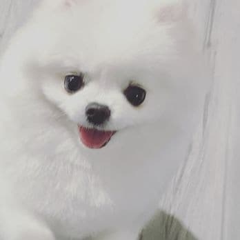 Chichie's Grooming Spa