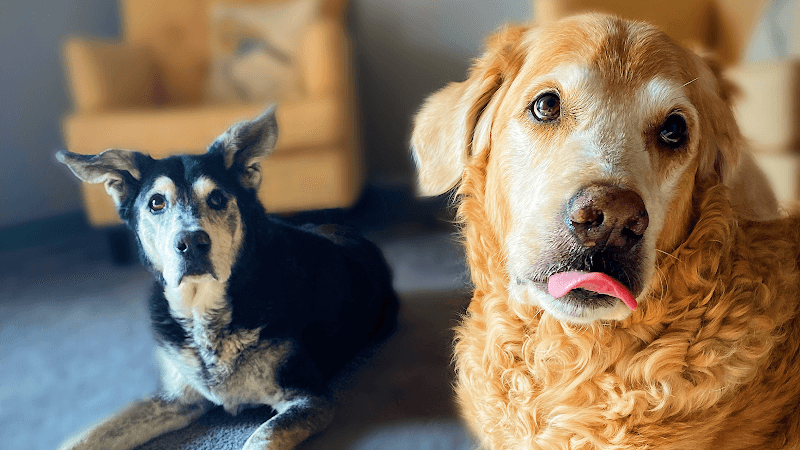Circle of Life Pet Cremation Services