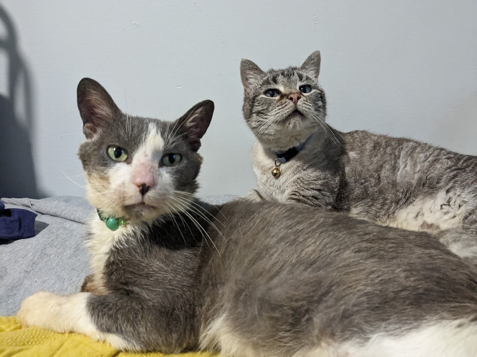 City Dogs & City Kitties Rescue