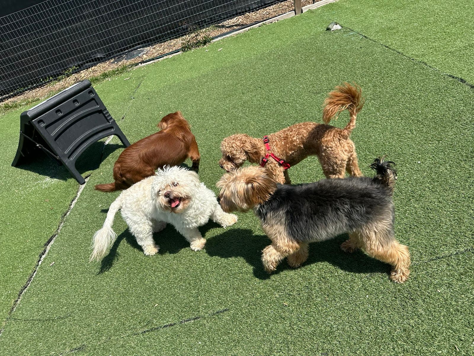 City Dogz ATL